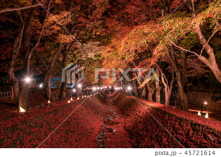 富士河口湖もみじ回廊 ライトアップ 富士河口湖もみじ回廊 ライトアップ 45721614