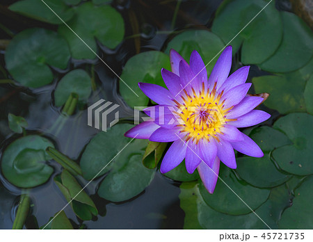 Waterlily or lotus flower on blur background. Waterlily or lotus flower on blur background. 45721735