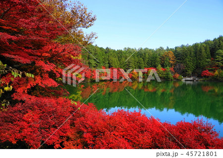 11月　南ｱﾙﾌﾟｽ市17南伊奈ヶ湖の紅葉 45721801