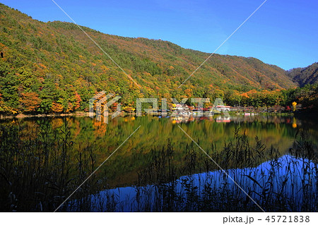 11月 四尾連湖77紅葉の写真素材