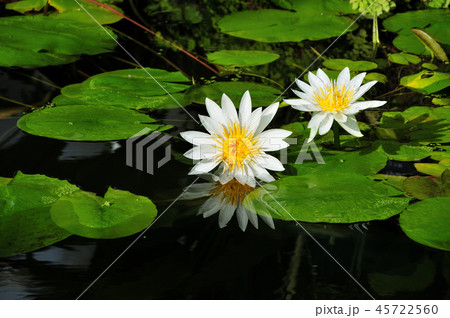 熱帯睡蓮（ホワイトパール） 45722560