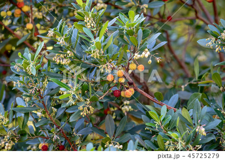 イチゴノキの実と花 45725279