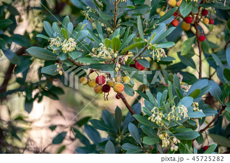 イチゴノキの実と花 45725282