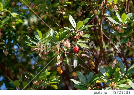 イチゴノキの実と花 45725283