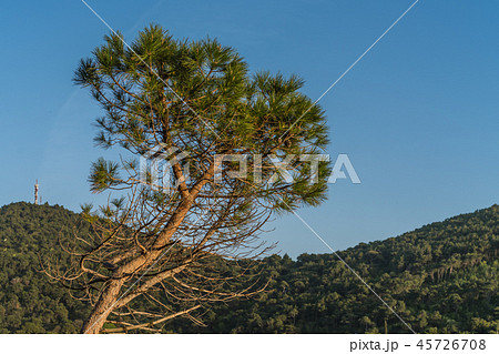 Single pine tree on the rocky Croatian coast 45726708