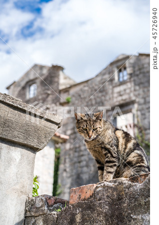 Cute cat sitting on the wall 45726940