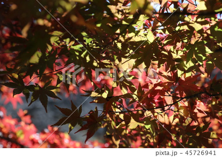 栃木県佐野市仙波 金蔵院の紅葉 栃木県佐野市仙波 金蔵院の紅葉 45726941