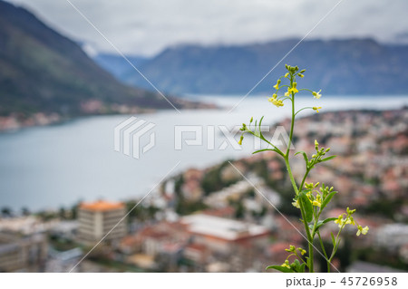 Yellow flower growing on a hill above Bay of Kotor Yellow flower growing on a hill above Bay of Kotor 45726958
