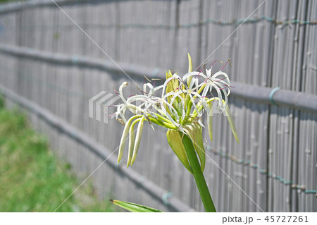 白いハマユウの花 白いハマユウの花 45727261