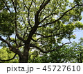 樹木 45727610