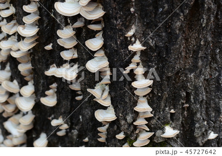 キノコ　ツリガネタケ 45727642