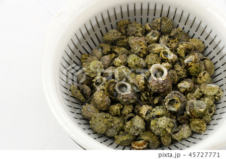 チンボーラー（カンギクガイ）砂出し 45727771