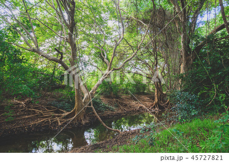 Mangrove forest in Sri Lanka 45727821