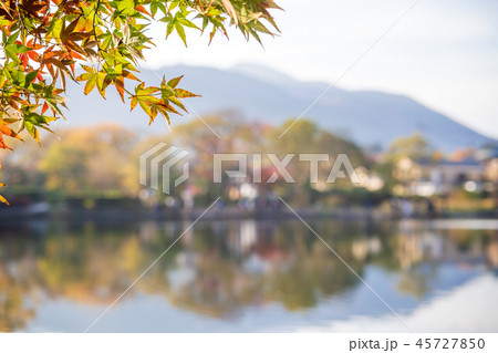 楓 カエデ メープル 45727850