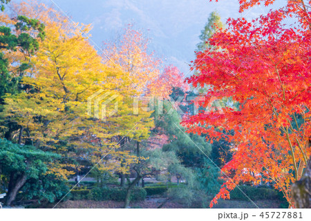 楓 カエデ メープル 45727881