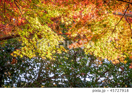 楓 カエデ メープル 45727918