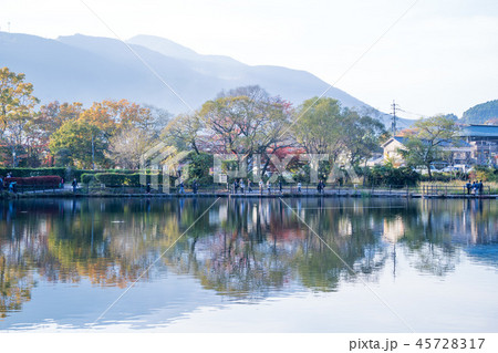 楓 カエデ メープル 45728317