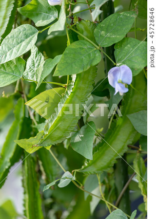 シカクマメの実と花 45728646