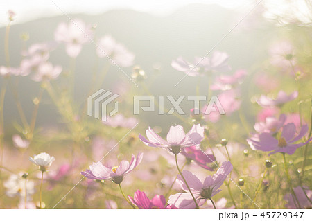 清住コスモスまつり 清住コスモスまつり 45729347