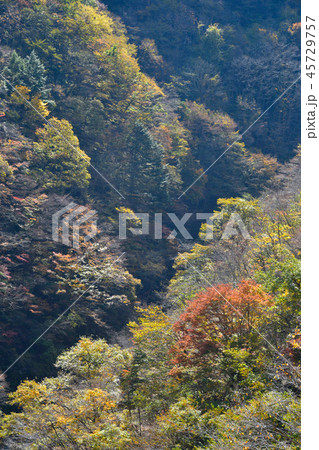 奥多摩の紅葉 45729757