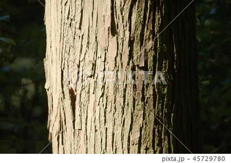 森林保護 森林保護 45729780