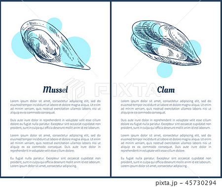 Mollusk and Clam Posters Set Vector Illustration 45730294