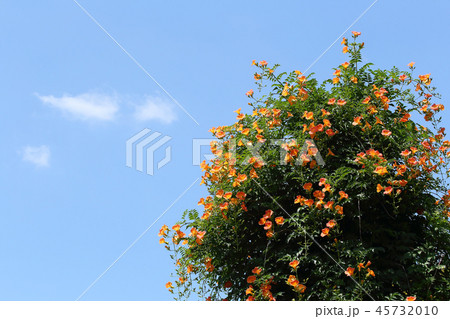 夏の日差し　夏空　ノウゼンカズラ 45732010