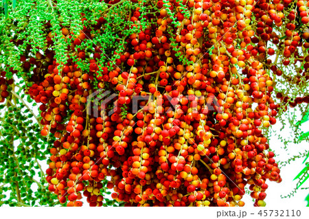 fresh raw palm seeds in farm seed has palm fruit 45732110