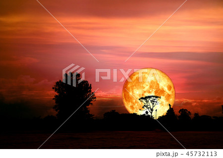 full blood moon back over silhouette tree in field full blood moon back over silhouette tree in field 45732113