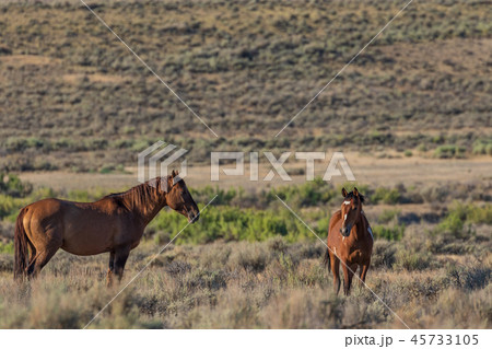 Wild Horse Mare and Foal 45733105