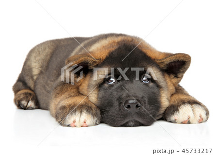 American Akita lying on a white background 45733217