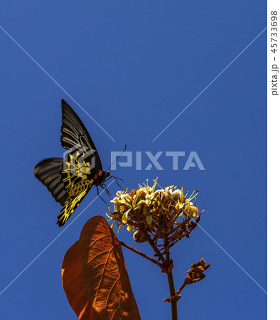 Common Birdwing Troides helena  45733698