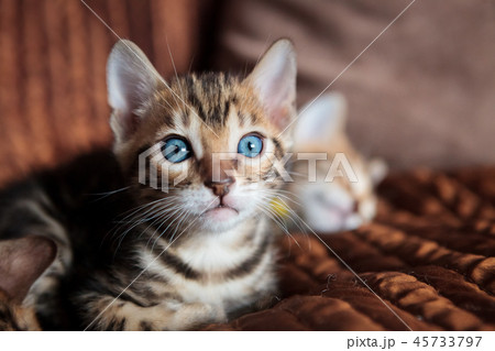 Cute bengal cat kitten at home 45733797