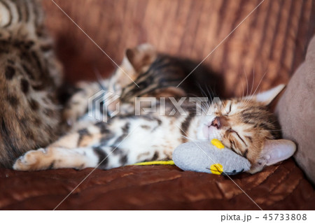 Cute bengal cat kitten at home 45733808