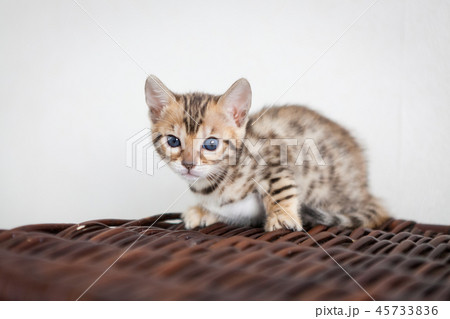 Cute bengal cat kitten at home 45733836