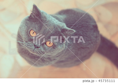Portrait of a blue British cat with big eyes close-up. Portrait of a blue British cat with big eyes close-up. 45735111