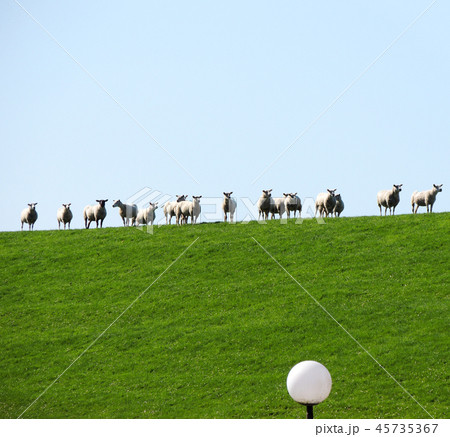 Herd of sheep grazing on the slope 45735367
