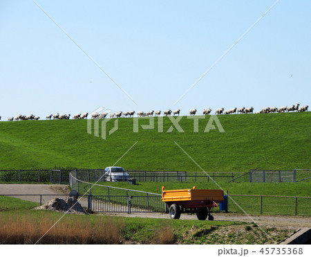 Herd of sheep grazing on the slope 45735368