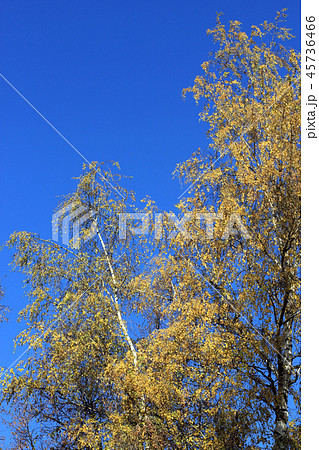 Birch wood landscape 45736466
