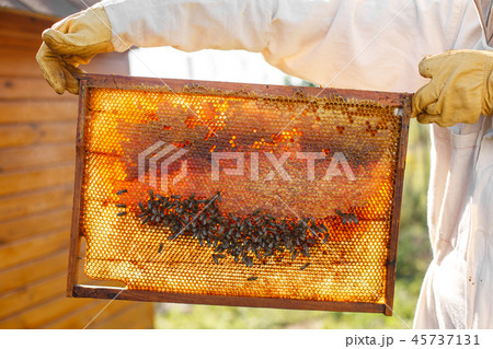 closeup hands of beekeeper hold wooden frame with closeup hands of beekeeper hold wooden frame with 45737131
