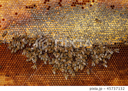 Natural color close up honeycomb in wooden beehive Natural color close up honeycomb in wooden beehive 45737132