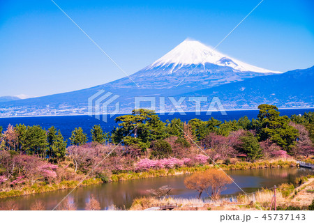 (静岡県)河津桜咲く西伊豆井田から、海越しの富士山 (静岡県)河津桜咲く西伊豆井田から、海越しの富士山 45737143
