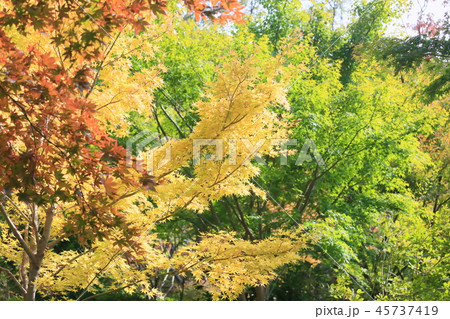 カエデ珊瑚閣の黄葉 45737419