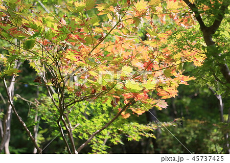 イタヤカエデ紅葉 45737425