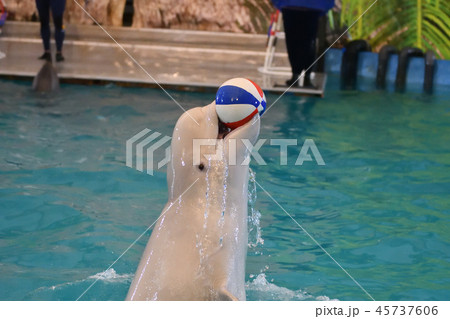 Belukha performs an exercise ball 45737606