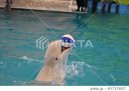 Belukha performs an exercise ball 45737607