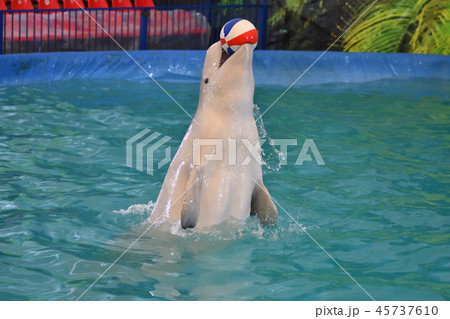 Belukha performs an exercise ball Belukha performs an exercise ball 45737610