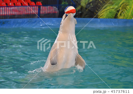 Belukha performs an exercise ball 45737611