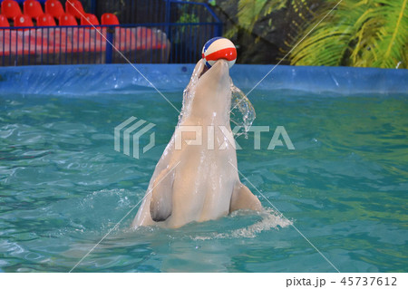 Belukha performs an exercise ball 45737612
