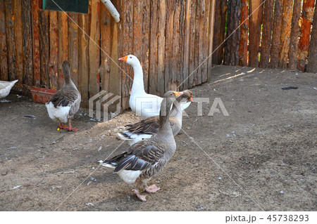 Geese on the farm 45738293